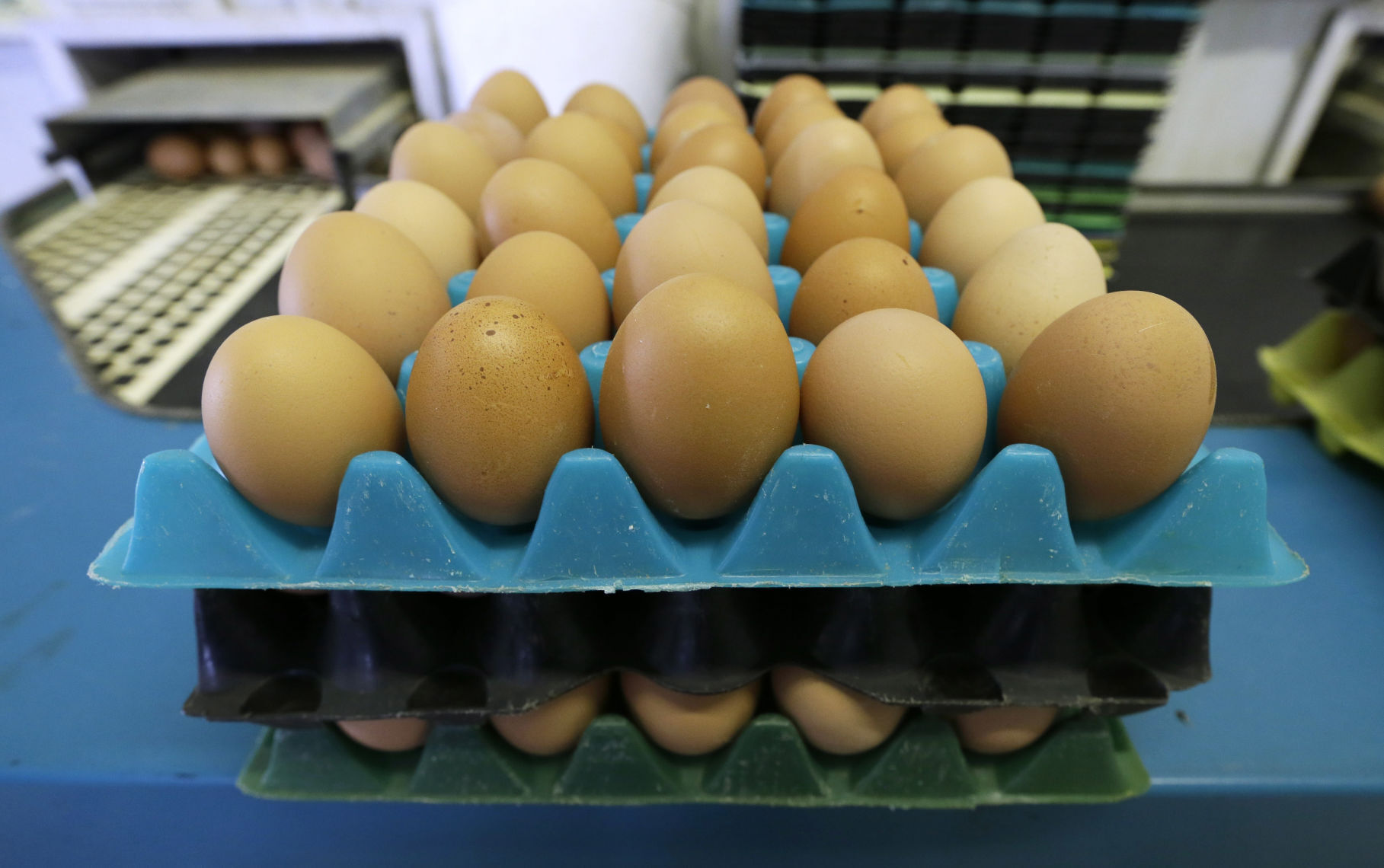 Chicken eggs: $13,499,904,000